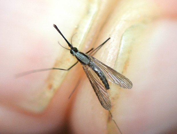 anopheles-plumbeus-desinsectador-2016-07