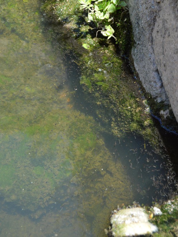 prats-de-llucanes-mosquitos-2016-04