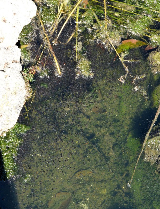 prats-de-llucanes-mosquitos-2016-05