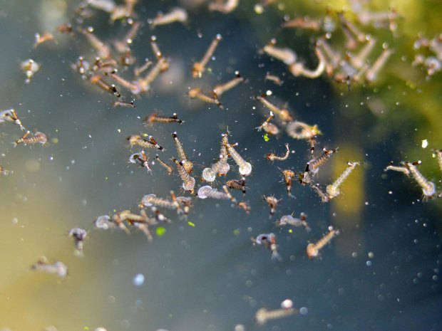 prats-de-llucanes-mosquitos-2016-07