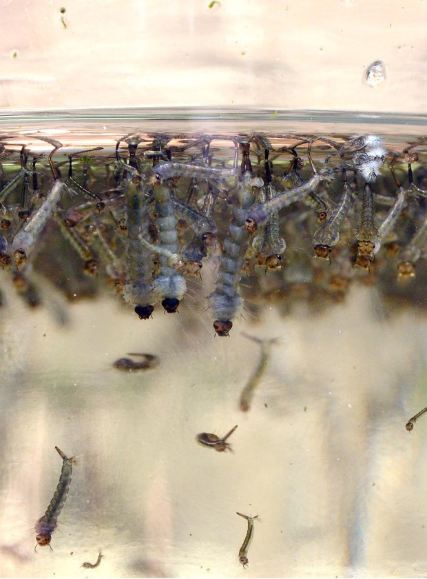 prats-de-llucanes-mosquitos-2016-11