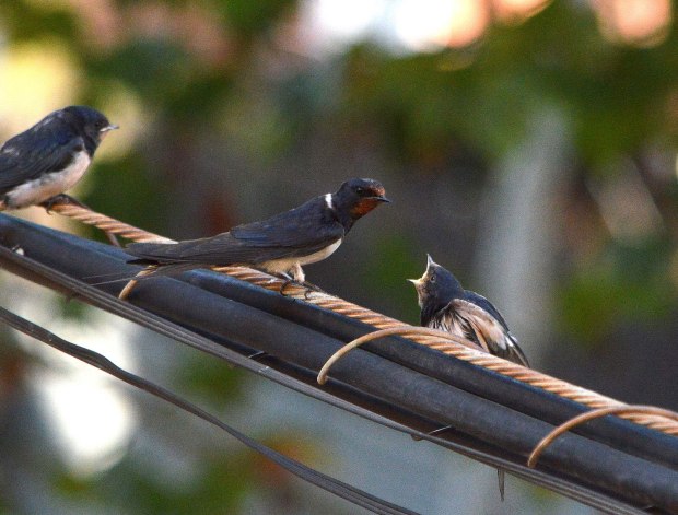hirundo-rustica-desinsectador-2016-13