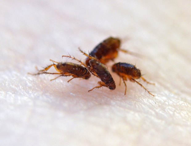 ctenocephalides-spp-desinsectador-2016-01