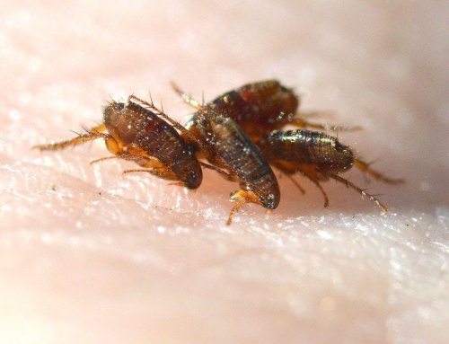 ctenocephalides-spp-desinsectador-2016-02