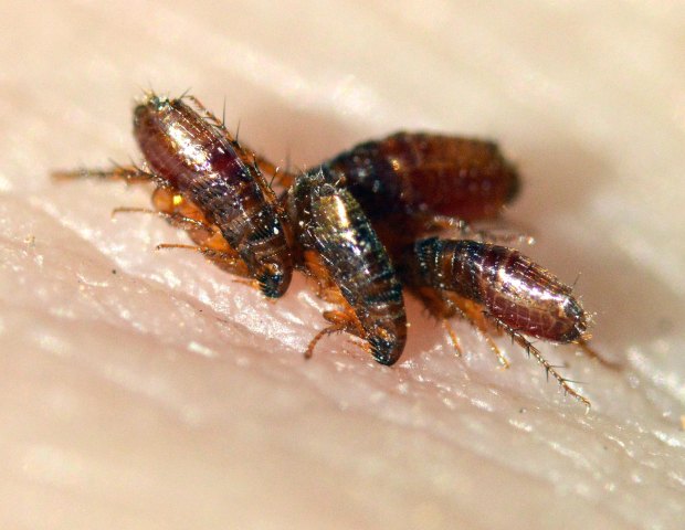 ctenocephalides-spp-desinsectador-2016-06