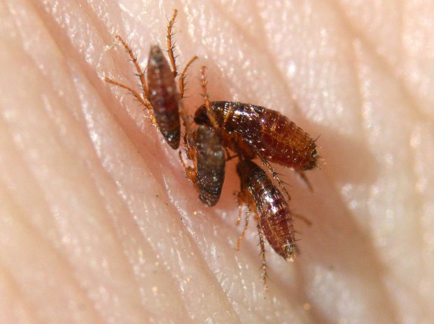 ctenocephalides-spp-desinsectador-2016-07