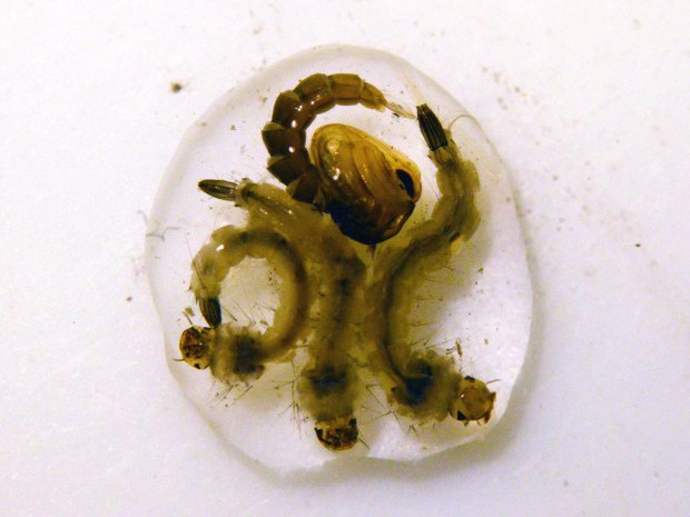 larva-aedes-albopictus-desinsectador-01