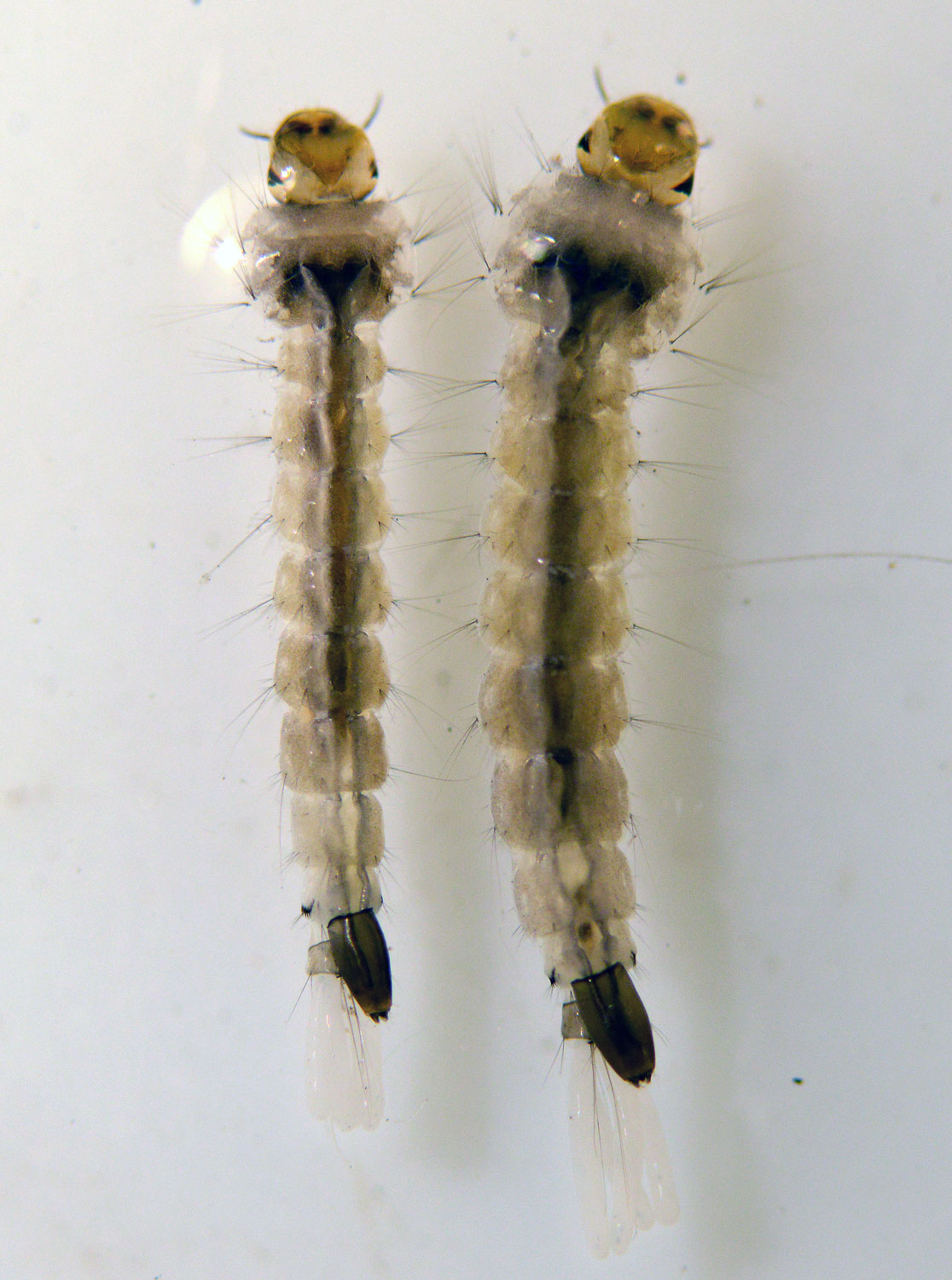Larva de cuarto estadio de mosquito tigre, Aedes albopictus (Diptera,  Culicidae) – El desinsectador y desratizador, image size:1116x1500