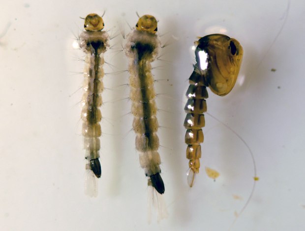 larva-aedes-albopictus-desinsectador-04
