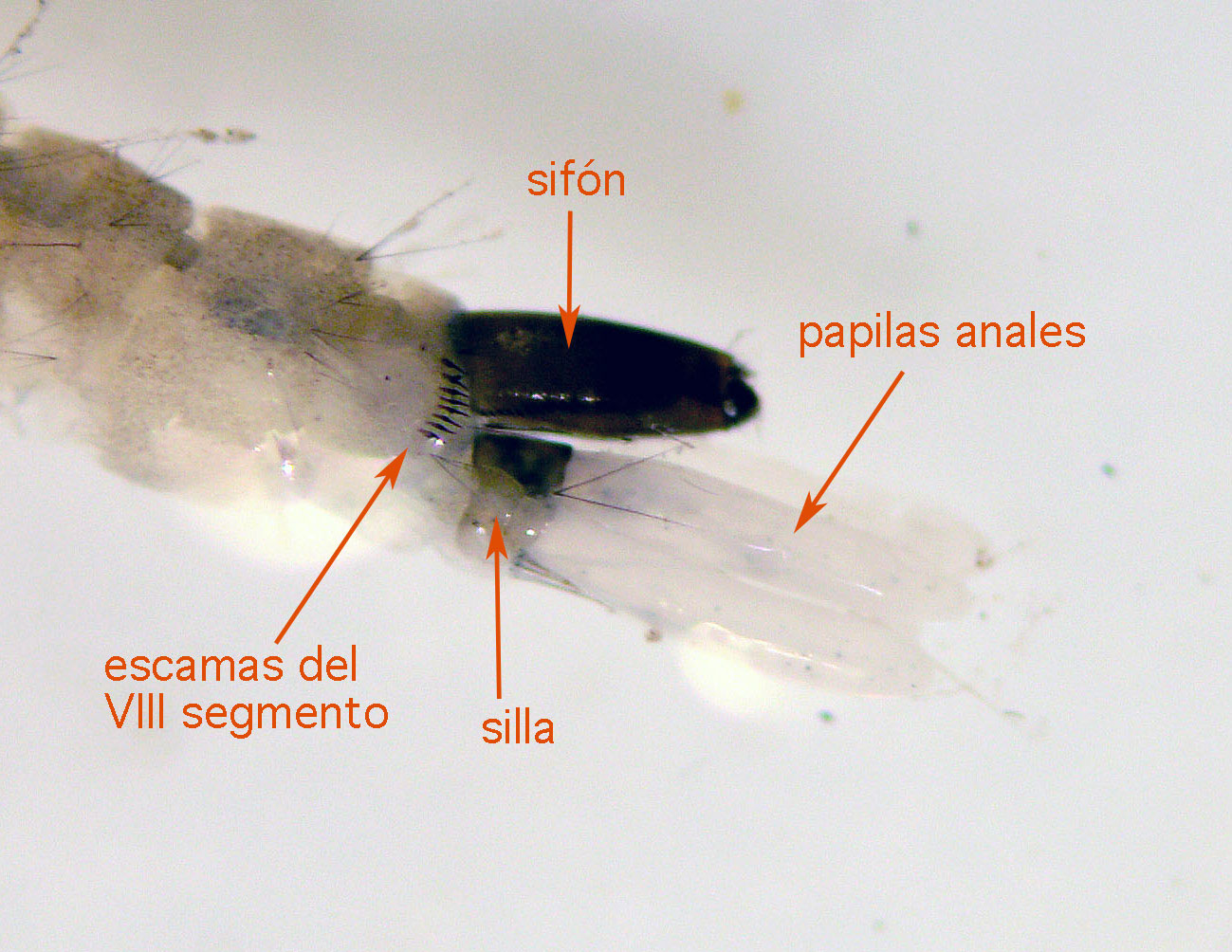 Larva de cuarto estadio de mosquito tigre, Aedes albopictus (Diptera,  Culicidae) – El desinsectador y desratizador, image size:1299x1004