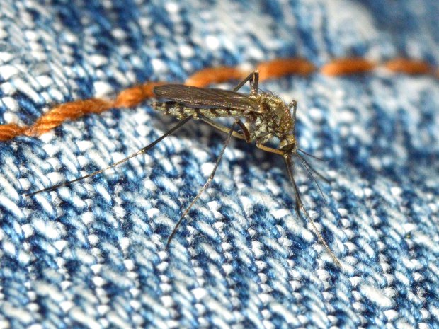 aedes-vexans-gavarres-desinsectador-2016-01