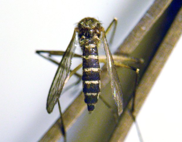 aedes-vexans-gavarres-desinsectador-2016-03