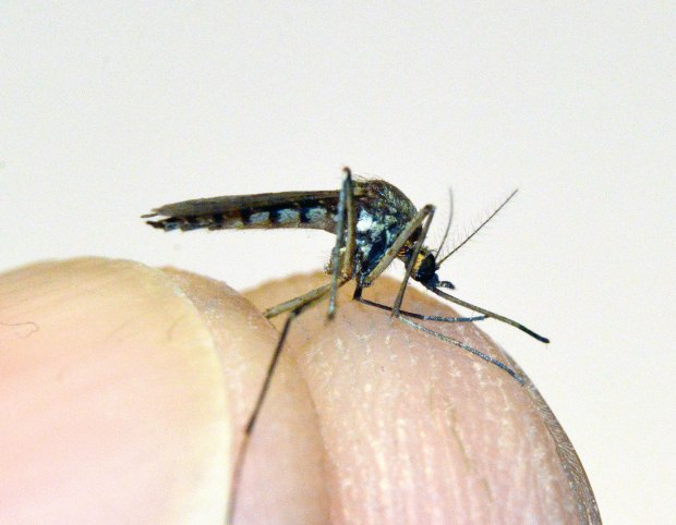 aedes-vexans-gavarres-desinsectador-2016-05