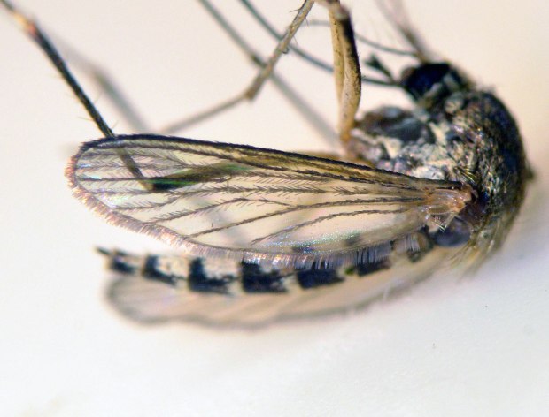 aedes-vexans-gavarres-desinsectador-2016-07