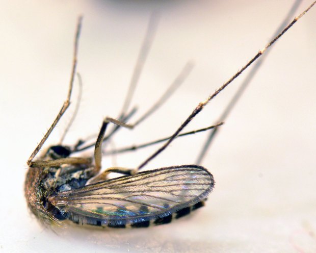 aedes-vexans-gavarres-desinsectador-2016-08