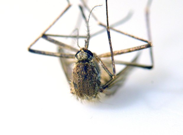 aedes-vexans-gavarres-desinsectador-2016-09