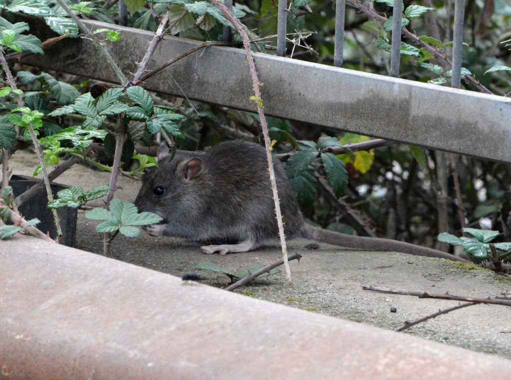 Que Rata Algunas imágenes de rata de alcantarilla (Rattus norvegicus) – El ...
