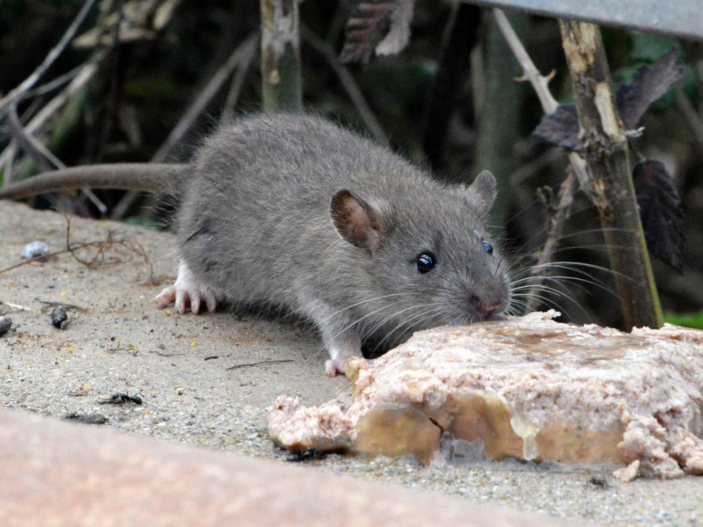 Que Rata Algunas imágenes de rata de alcantarilla (Rattus norvegicus) – El ...