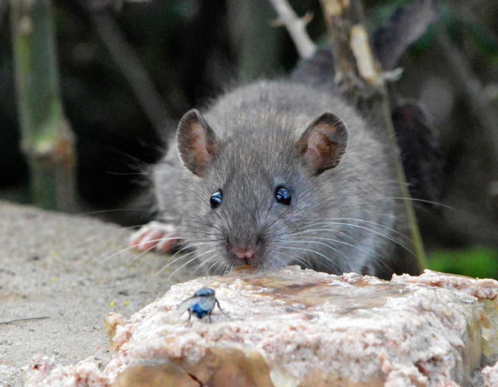 Que Rata Algunas imágenes de rata de alcantarilla (Rattus norvegicus) – El ...