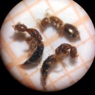 sclerodermus-domesticus-desinsectador-2016-01