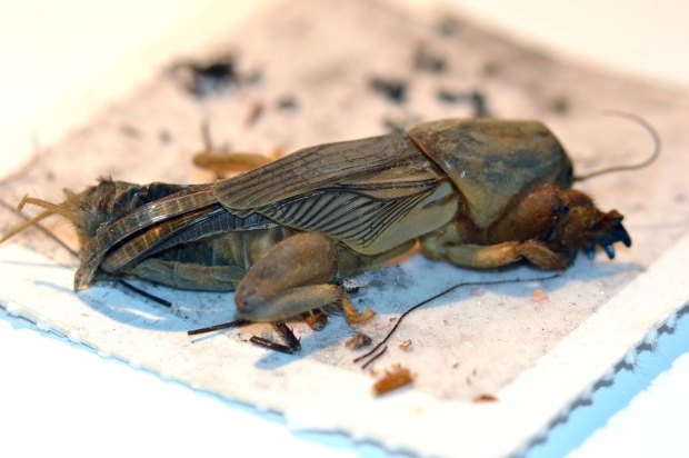 gryllotapla-alacran-cebollero-cadell-05