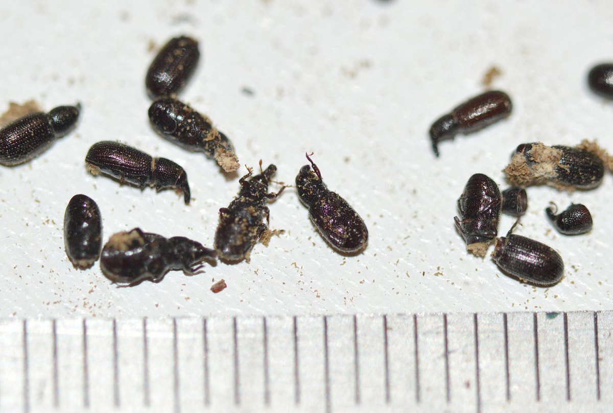 Buscando gorgojos xilófagos (Curculionidae) – El desinsectador y ...