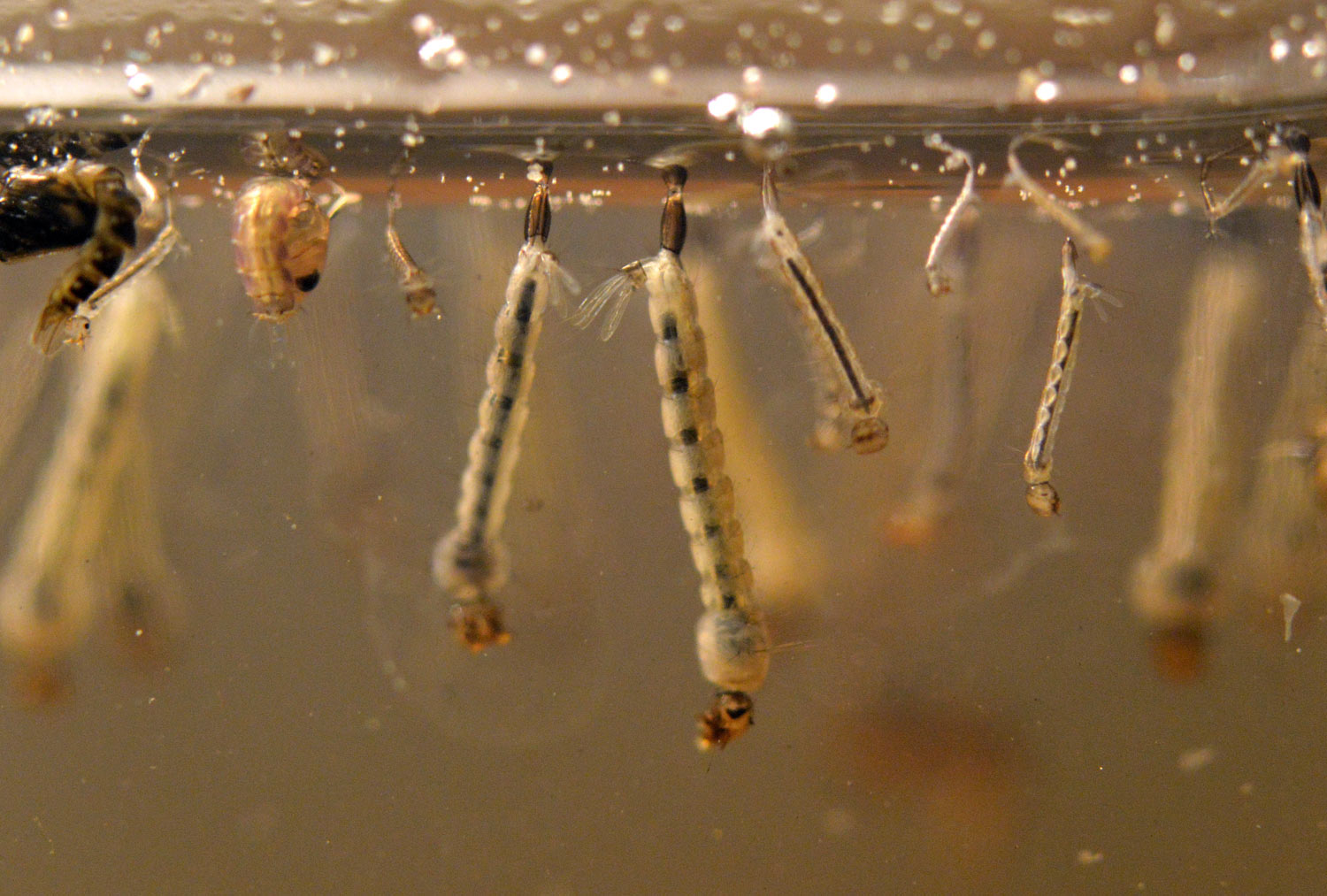 Dificultades en el control del mosquito tigre – El desinsectador y  desratizador, image size:1500x1013