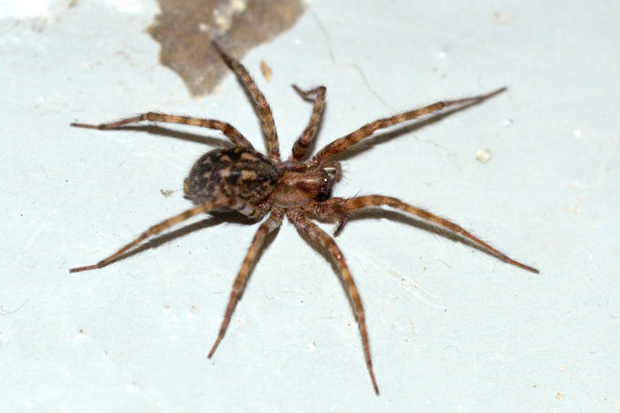 ara-a-tegenaria-domestica-araneae-agelenidae-el-desinsectador-y