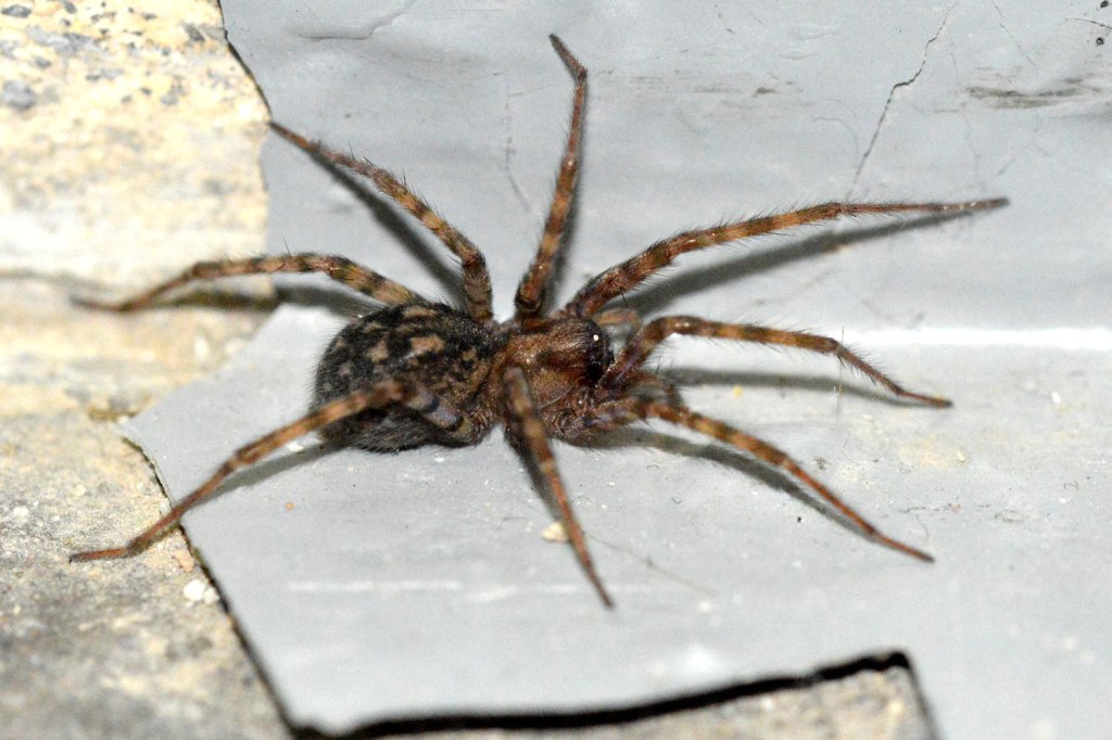 ara-a-tegenaria-domestica-araneae-agelenidae-el-desinsectador-y