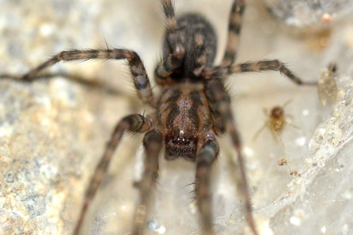 ara-a-tegenaria-domestica-araneae-agelenidae-el-desinsectador-y