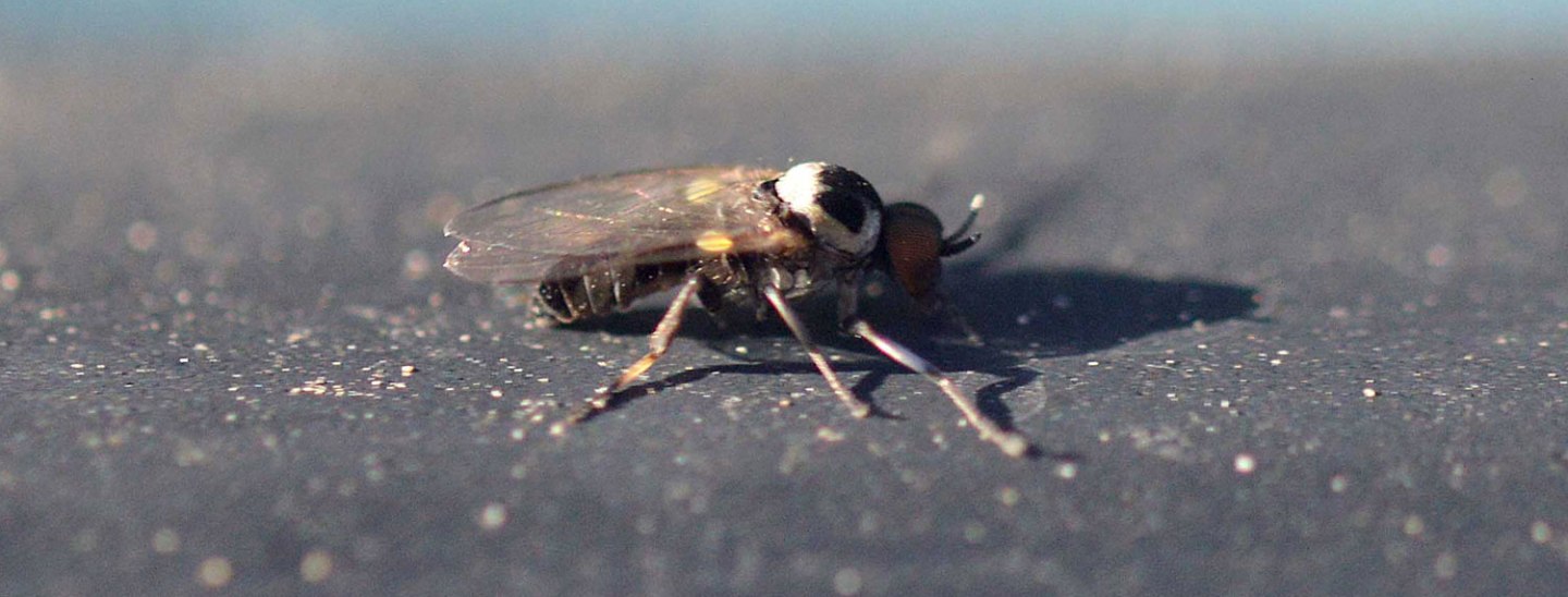 Machos de simúlido (Simuliidae) – El desinsectador y desratizador