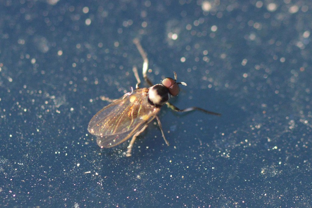 Machos de simúlido (Simuliidae) – El desinsectador y desratizador