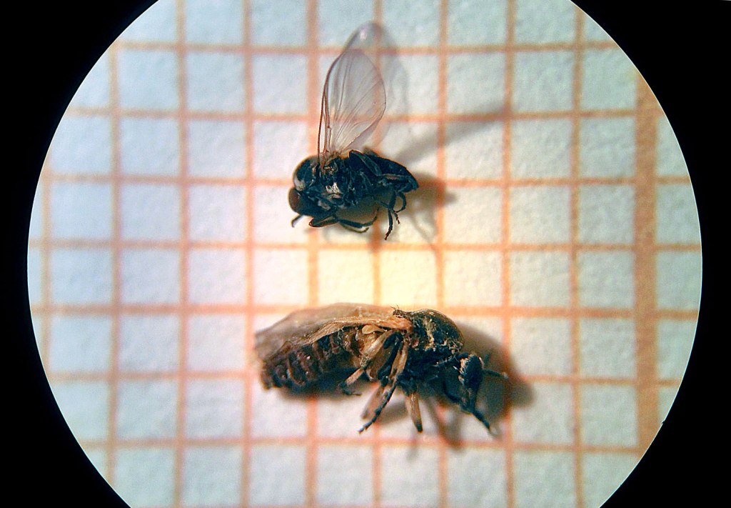 Machos de simúlido (Simuliidae) – El desinsectador y desratizador