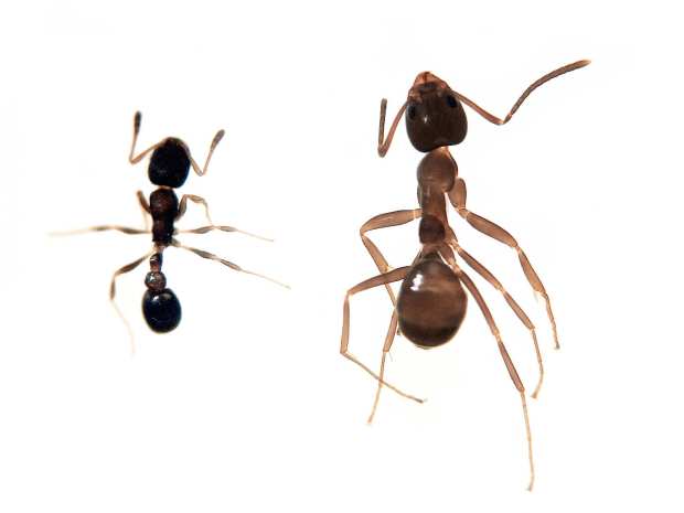 Cardiocondyla mauritanica (Hymenoptera, Formicidae) y otras especies