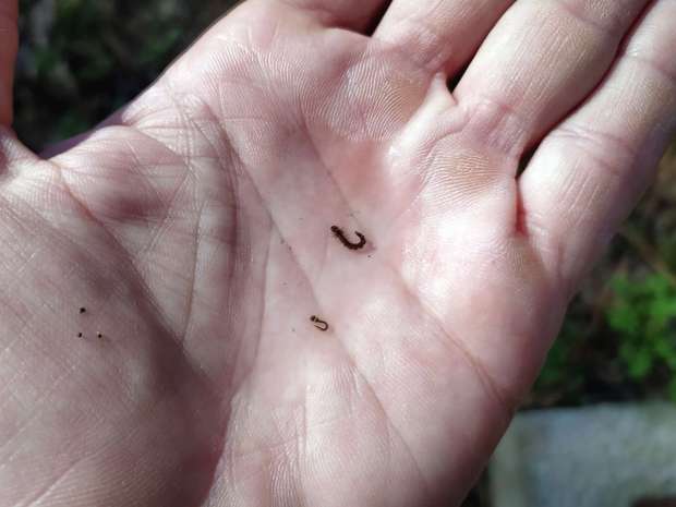 Copépodos en una cisterna (Crustacea, Copepoda) – El desinsectador y ...