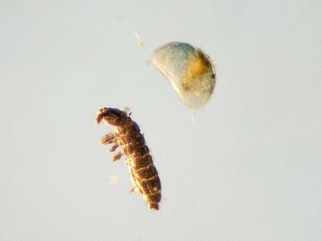 Copépodos en una cisterna (Crustacea, Copepoda) – El desinsectador y ...