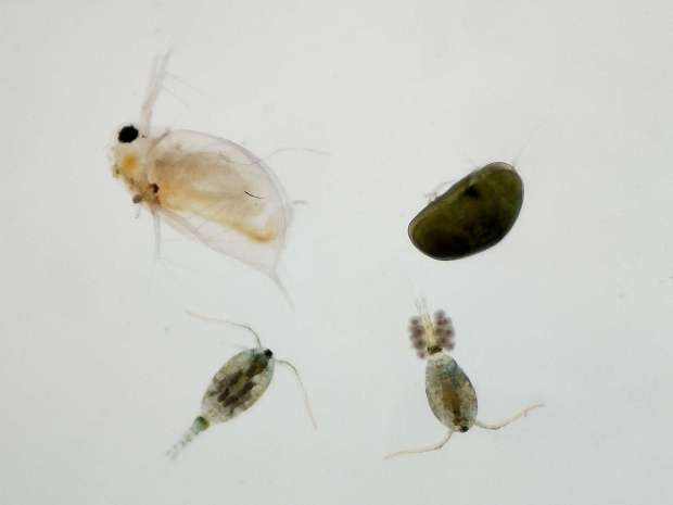 Copépodos en una cisterna (Crustacea, Copepoda) – El desinsectador y ...