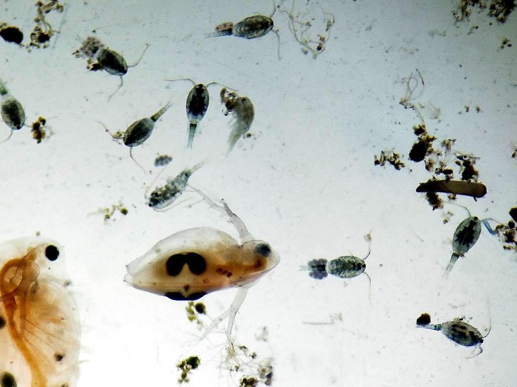 Copépodos en una cisterna (Crustacea, Copepoda) – El desinsectador y ...