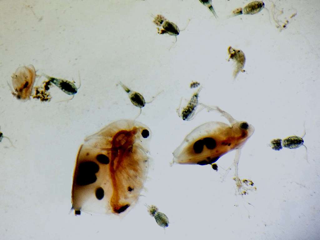 Copépodos en una cisterna (Crustacea, Copepoda) – El desinsectador y ...
