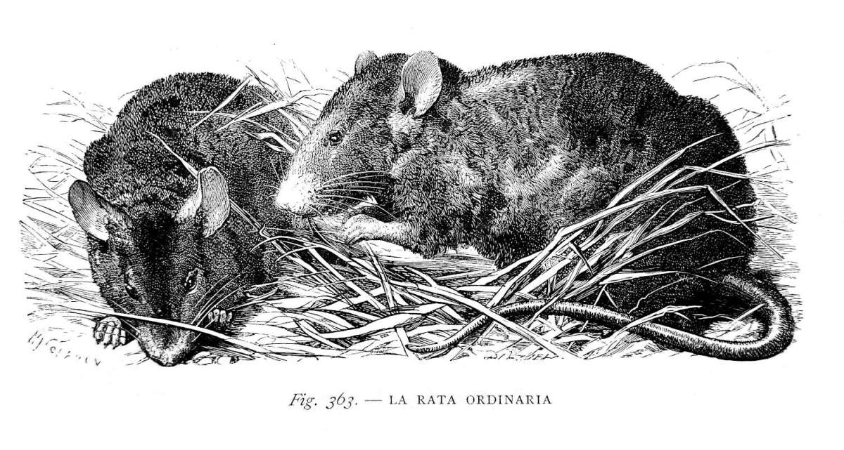 Que Rata Notas sobre la rata negra (Rattus rattus) y la rata de alcantarilla (R ...