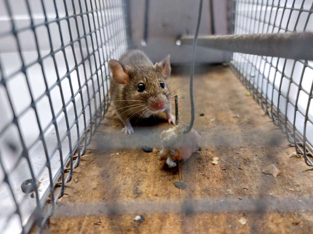 Laucha Raton Paisajismo urbano y ratón doméstico (Mus musculus) – El desinsectador y ...