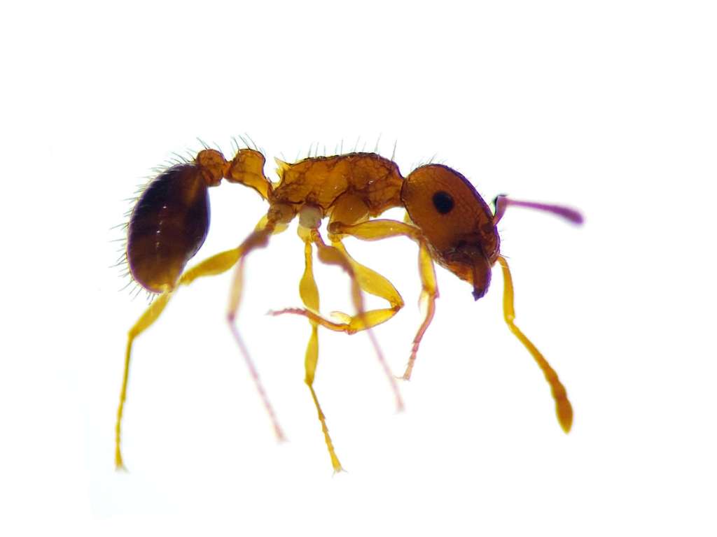 Tetramorium bicarinatum (Hymenoptera, Formicidae) en Benidorm – El ...