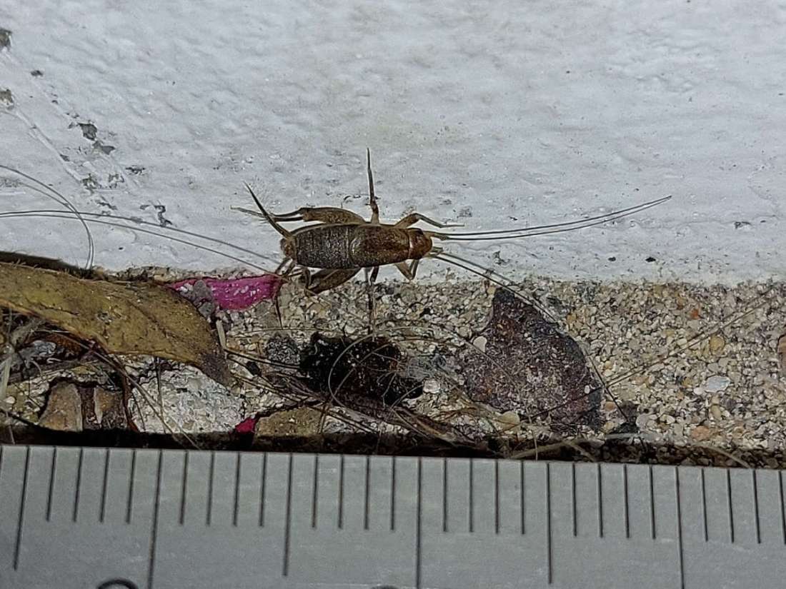 Sobre el grillo Cycloptiloides canariensis (Orthoptera, Mogoplistidae ...