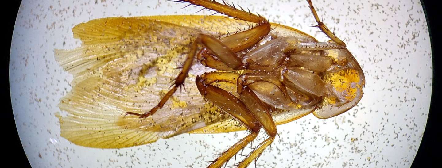 El escarabajo castaño de la harina, Tribolium castaneum (Coleoptera ...