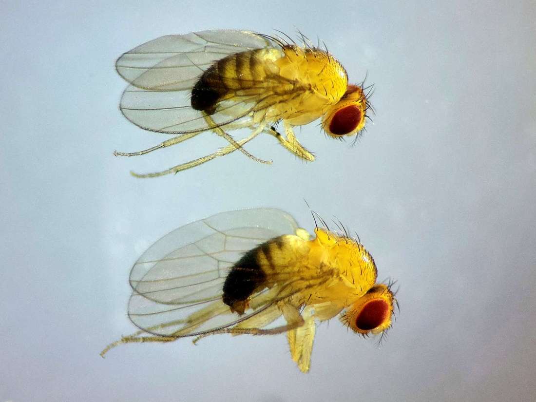 Seis especies de mosca Drosophila (Diptera, Drosophilidae) en un mismo ...